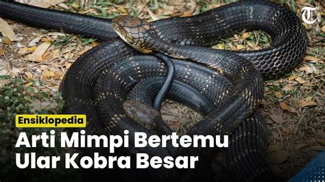 Mimpi melihat ular kobra hitam besar togel  Angka togel jitu untuk arti mimpi dikelilingi oleh banyak ular kobra