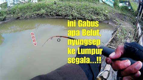 Mimpi memancing ikan lele  Ikan janang yang berhasil ditangkap pemancing di laut Aceh Singkil, 16 Juni 2020 lalu