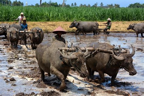 Mimpi membajak sawah dengan kerbau togel Bacalah teks berikut! Teks 1