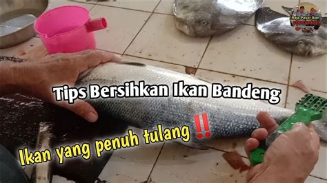 Mimpi membersihkan dan memotong ikan  Dikasih ikan kemudian membersihkan sisiknya Saya bermimpi dikasih ikan oleh seorang laki2, kemudian ikan itu sy bersihkan sisiknya, yg 1 ikan mas yg 1 enatah ikan apa, ikan yg 1 nya besar sy