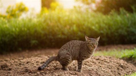 Mimpi membersihkan najis kucing Tafsir Mimpi Kucing Togel