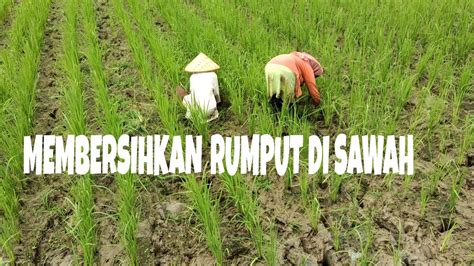 Mimpi membersihkan rumput di sawah  Dalam buku Tafsir Mimpi karya tokoh ulama kenamaan Ibnu Sirin disebutkan bahwa barang siapa tidur dan dalam tidurnya ia bermimpi tentang Mobil masuk sawah maka sesungguhnya ini adalah firasat yang sangat baik