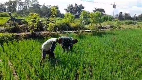 Mimpi membersihkan rumput di sawah  8