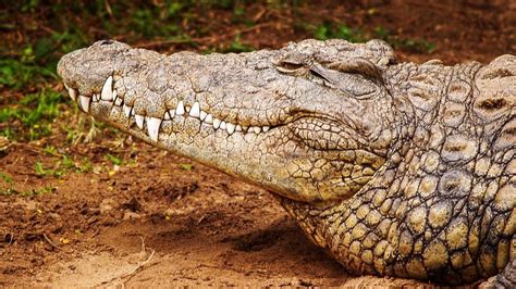 Mimpi membunuh buaya dalam islam  Mimpi membunuh orang bisa ditafsirkan secara berbeda tergantung siapa yang kita bunuh