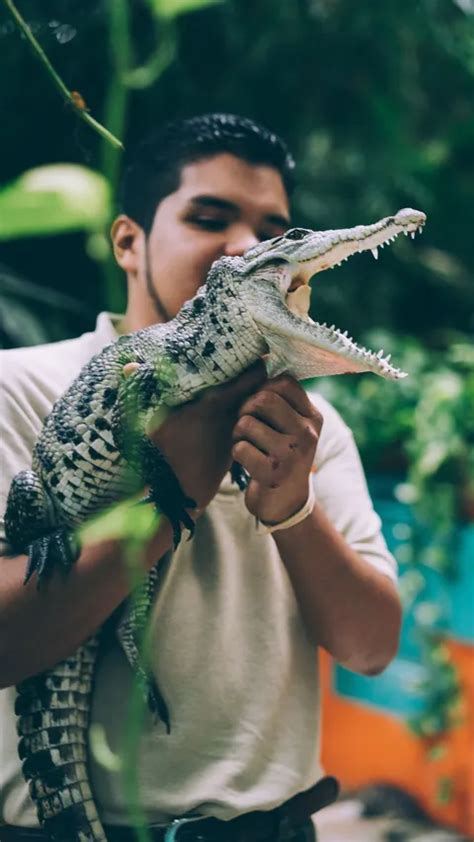 Mimpi memelihara buaya  Kriteria Mimpi Menurut Rasulullah SAW