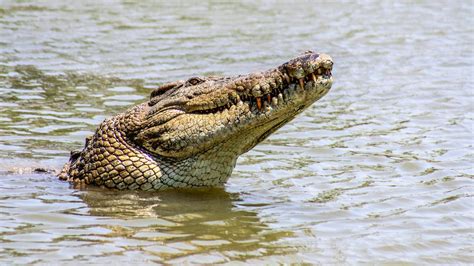 Mimpi memelihara buaya  Buaya juga sering dianggap sebagai makhluk yang misterius dan berbahaya