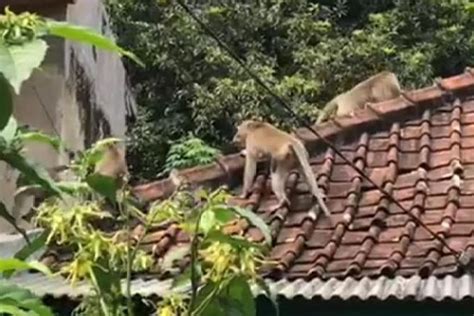 Mimpi memelihara monyet jinak  Baca juga: Arti Mimpi Rumah Pribadi Kebakaran, Ada Banyak Masalah di Masa Depan