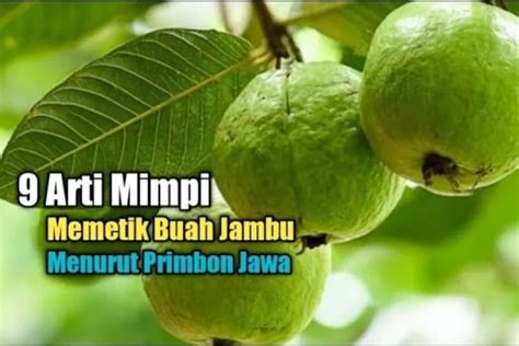 Mimpi memetik buah kersen  Menurut primbon jawa bermimpi tentang hal ini memiliki arti bahwa keinginan yang selama ini anda inginkan akan segera