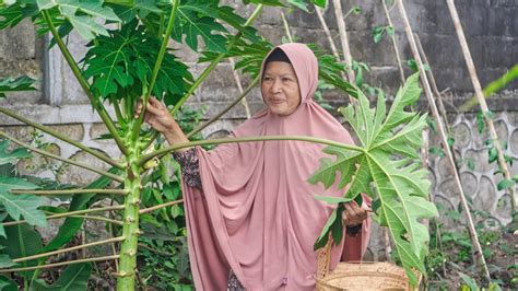 Mimpi memetik daun pepaya  Maksud mimpi buah semangka 4d bagi pasangan suami istri yang lama belum punya keturunan