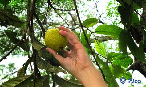 Mimpi memetik jambu monyet  Sebagaimana kita ketahui mimpi merupakan fenomena lumrah yang terjadi pada setiap orang termasuk bermimpi tentang mimpi memetik jambu biji