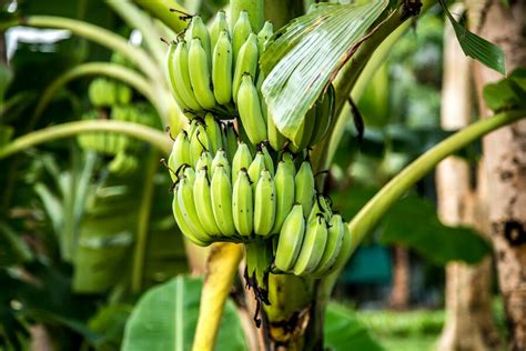 Mimpi memotong pohon pisang 9 Arti Mimpi Pohon Tumbang, Pertanda Akan Jatuh Sakit