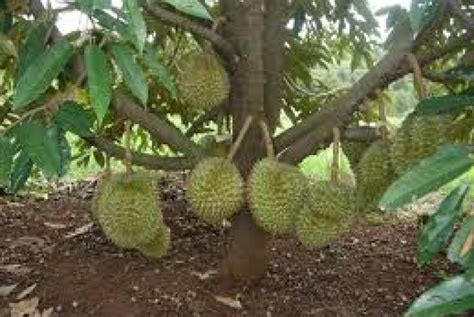 Mimpi menanam pohon durian Suhu lahan juga harus kamu perhatikan, biasanya pohon durian akan tumbuh maksimal pada lokasi dengan suhu antara 23 sampai 30 derajat celcius