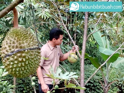 Mimpi menanam pohon durian  Berikut cara menanam durian bawor agar cepat berbuah