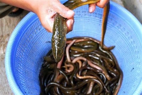 Mimpi menangkap belut di lumpur  Berikut kebutuhan pakan harian untuk bobot populasi belut 10 kg: Umur 0-1 bulan: 0,5 kg