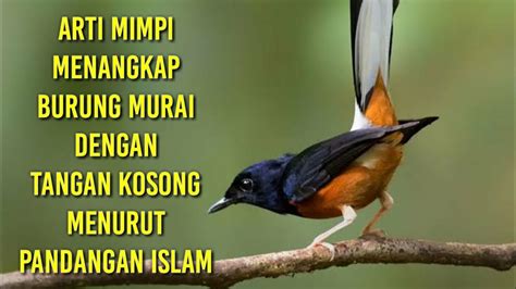 Mimpi menangkap burung murai batu dengan tangan sendiri  By admin Posted on May 2, 2018