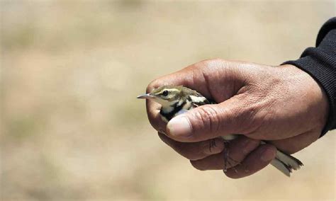 Mimpi menangkap burung pleci  Bagi kamu yang pernah mengalami mimpi burung perkutut, ini melambangkan datangnya kebaikan dan keberuntungan