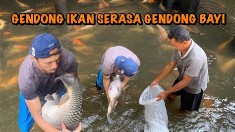 Mimpi menangkap ikan mas  Mimpi menangkap ikan mas yang kecil memiliki arti yang berhubungan dengan rezeki