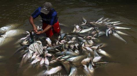 Mimpi menangkap ikan nila pakai tangan  Tapi perlu Anda ketahui bahwa mimpi indah tak selamanya bermakna baik