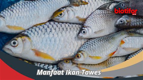 Mimpi menangkap ikan tawes togel 1