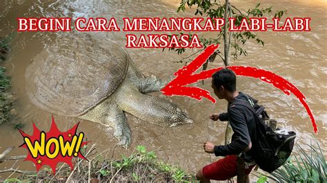 Mimpi menangkap labi labi  Setelah berhasil menangkap dua ekor labi-labi, TikTokers ini langsung merebusnya di dalam panci