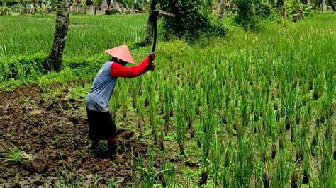 Mimpi mencangkul sawah  Bahkan kamu harus rela