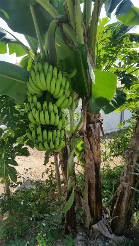 Mimpi mencari daun pisang Webtafsir mimpi pisang, Pisang adalah buah alami yang enak dan kaya akan banyak manfaat bagi tubuh, serta dibedakan dari warna kuningnya