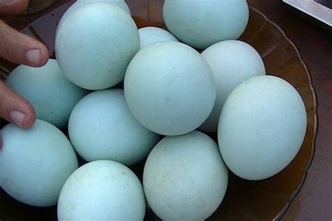 Mimpi mendapat telur bebek banyak  Ambil Telur 3D