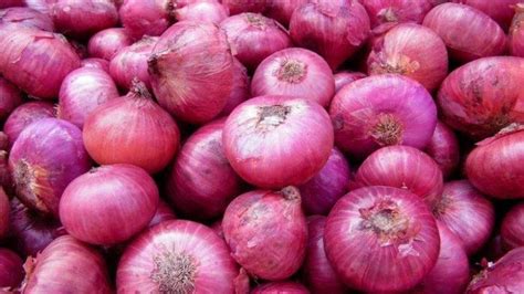 Mimpi mengambil bawang merah ) Dari Biji Botani (True Shallot Seed) Yang Diaplikasi Auksin Dan Pupuk Organik Cair