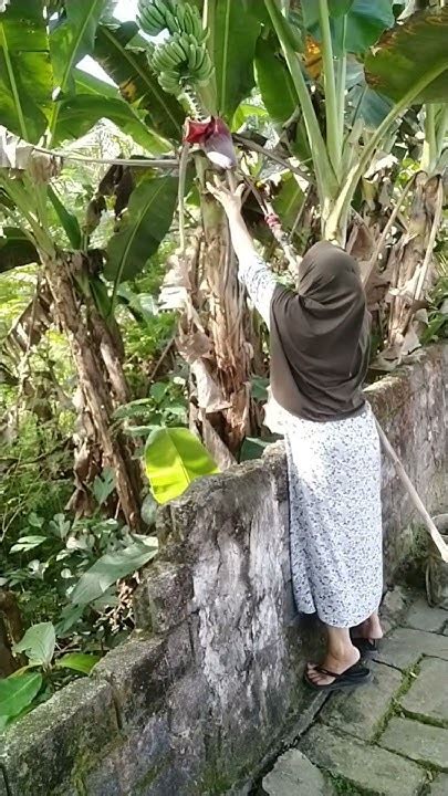 Mimpi mengambil jantung pisang  Bunga jagung dalam mimpi dianggap dalam kamus mimpi kuno, bahwa rahasia tersembunyi akan keluar