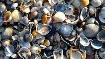 Mimpi mengambil kerang di pantai  Pakai alat cari kerang terbaru, mamah