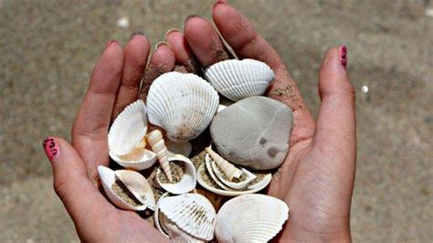 Mimpi mengambil kerang di pantai co