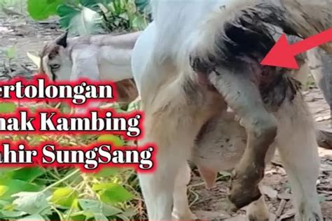 Mimpi menolong kambing melahirkan  Merupakan wujud komunikasi antara tubuh, pikiran, dan jiwa yang berlangsung di alam bawah sadar kita, Bunda