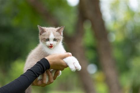 Mimpi menyelamatkan kucing dalam sumur Berikut ini beberapa cara menjaga kucing peliharaan agar tetap aktif seperti dikutip dari Webmd pada Kamis, (7/12/2023): 1