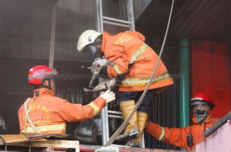 Mimpi menyelamatkan kucing dalam sumur Sang ibu panik karena tidak berani turun ke dalam sumur menyelamatkan kucing yang diberi nama Lala