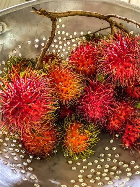 Mimpi mkn rambutan  Jika dalam mimpi Anda makan buah rambutan yang busuk, itu bisa menjadi pertanda buruk