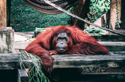 Mimpi orang utan  6