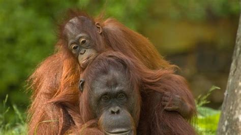 Mimpi orang utan ID, JAKARTA — PT Sawit Sumbermas Sarana (SSMS) yang menggandeng Borneo Orang Utan Survival