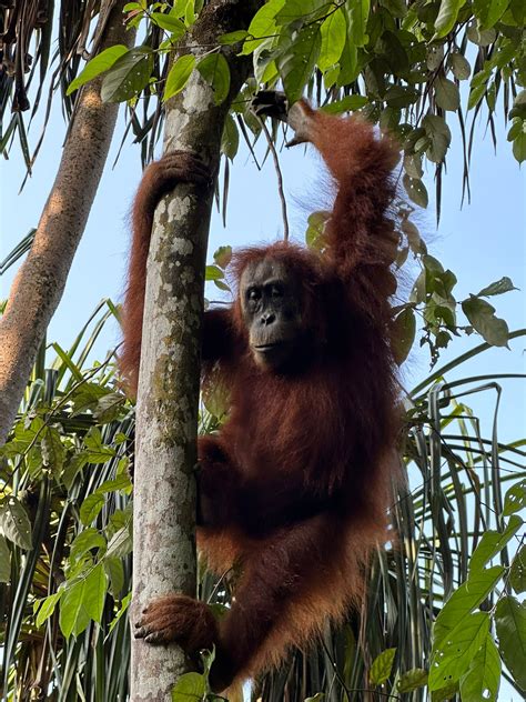 Mimpi orang utan  Mimpi ini juga berkaitan dengan cara Anda memperlakukan orang-orang yang dekat dengan kita dan hubungan mereka