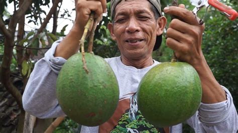 Mimpi panen alpukat  Paling murah saat panen raya di harga 5