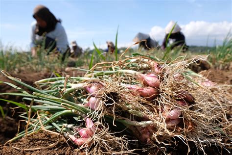 Mimpi panen bawang merah  Bawang merah dapat bertahan sekitar 2 bulan sejak dilakukannya masa panen