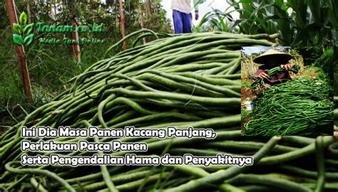 Mimpi panen kacang panjang ) Varieties on Seed Viability in the Rainy Season