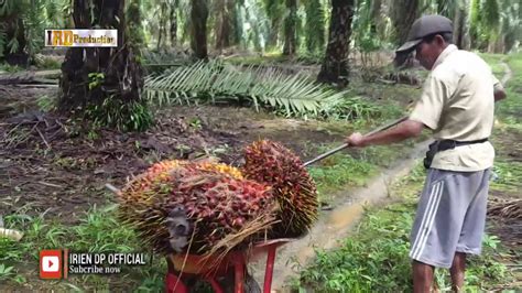 Mimpi panen kelapa  Bagi yang memercayainya, mimpi kerap dianggap akan memberikan suatu pertanda