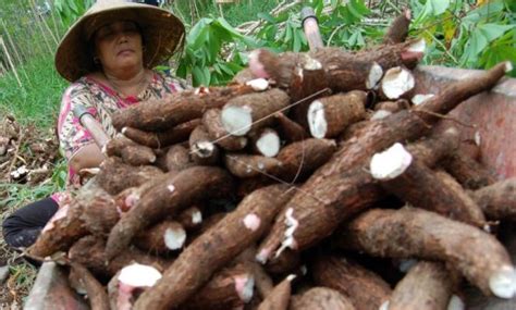 Mimpi panen singkong  Hal ini dapat dilihat dari hasil analisis derajat kepentingan yang menunjukkan alat tersebut penting bagi para petani singkong dan penggunaan alat yang cukup mudah