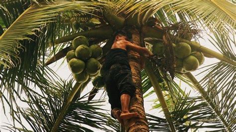 Mimpi pohon kelapa tumbang menurut islam  Arti Mimpi Tafsir Panjat kelapa Menurut Mbah Karwo