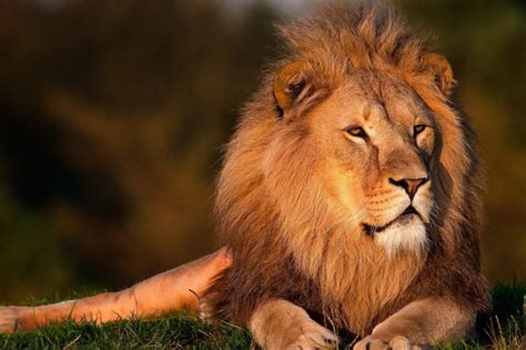 Mimpi singa menurut islam Lantas apa arti mimpi jika seseorang bermimpi dikejar oleh singa atau harimau