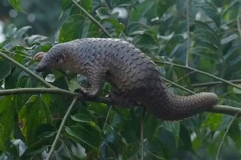 Mimpi trenggiling com - Pria asal Kalimantan Barat ditangkap atas kepemilikan 25,4 Kg sisik trenggiling basah