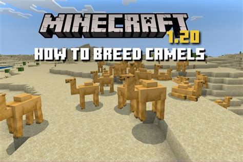 Minecraft breed camel  You can feed a Minecraft camel a cactus to tame them