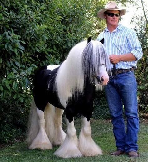 Mini gypsy vanner for sale Gypsy Vanner Horses are one of the most beautiful horse breeds in the world
