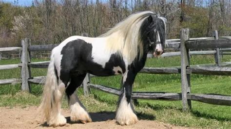 Mini gypsy vanner for sale  SOLD HERE
