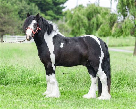 Mini gypsy vanner for sale  The American Miniature Horse Registry has two height divisions for miniature horses: A) up to 34 inches (8